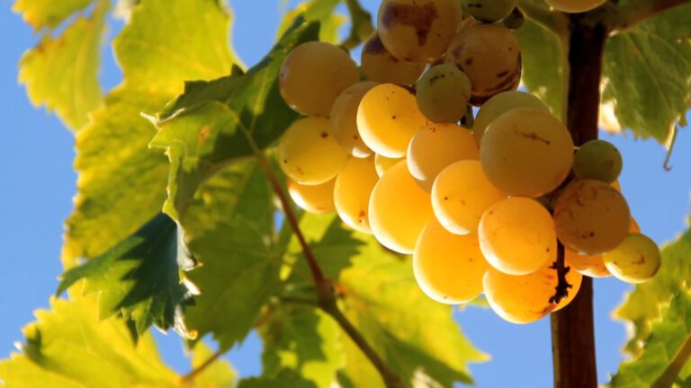 WINE FROM THE LYON REGION
