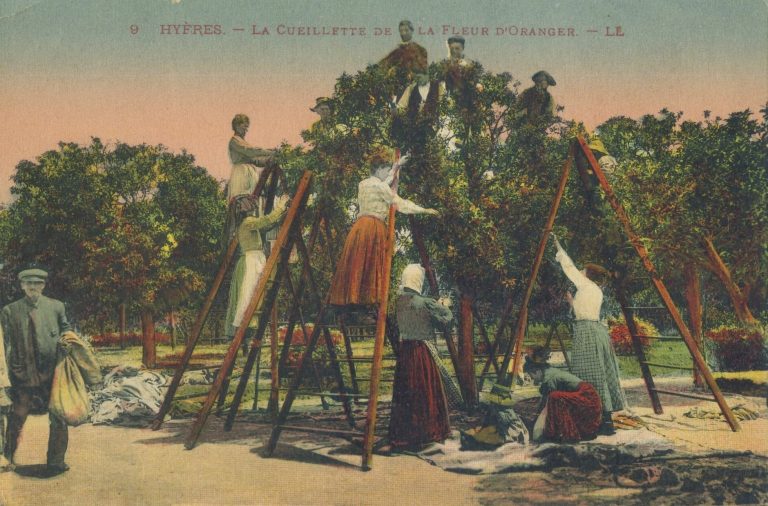 Flowers and early produce on the French Riviera in the early 20th century